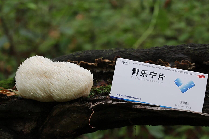 長(cháng)白山猴頭菇采集